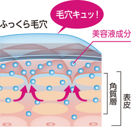 ふっくら毛穴 毛穴キュッ 美容成分 角質層 表皮