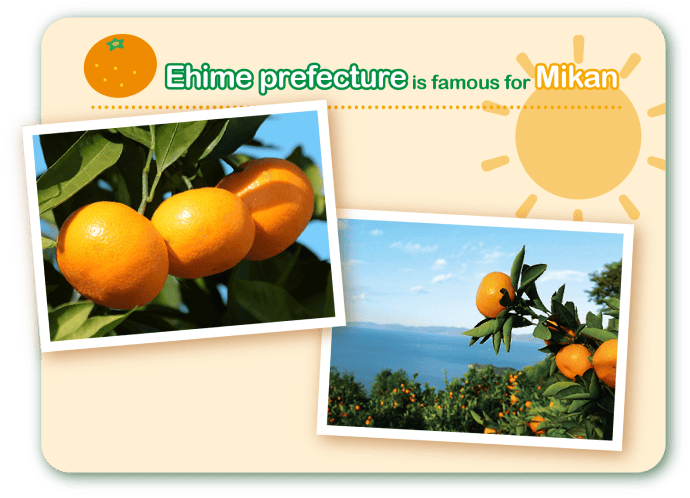 Ehime prefecture is famous for Mikan