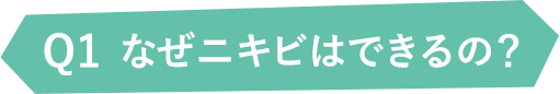 Q1なぜニキビはできるの？