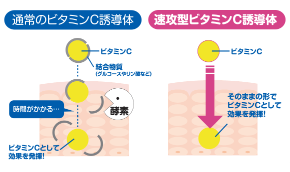 通常のビタミンC誘導体 速攻型ビタミンC誘導体